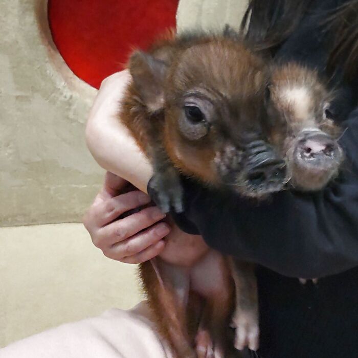 ブタさんは個室のみ、抱っこ(抱上げ)できます!抱き上げちゃいましたー!