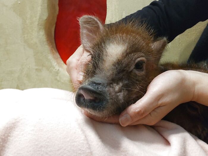 マイクロブ豚さんって、とっても賢いらしい!