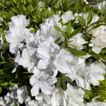 「4月道端のツツジ」知らなかったびっくり仰天話♡白いツツジにピンク色のツツジのお花が咲くものなの?