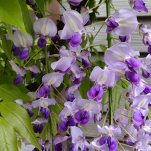 「4月~5月が見頃の藤の花」美しい藤の花だけど、実は、毒があるの?花言葉って怖いの?
