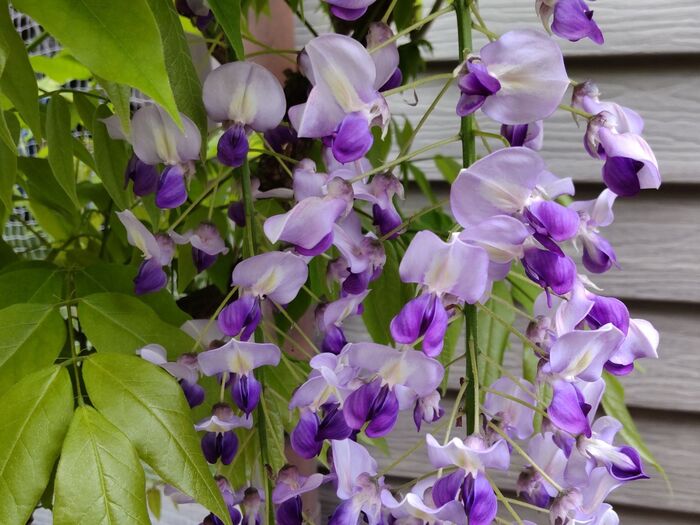 「4月~5月が見頃の藤の花」美しい藤の花だけど、実は、毒があるの?花言葉って怖いの?