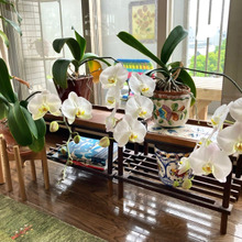 4度目の開花♪お花屋さんも驚いた!簡単「胡蝶蘭の育て方」