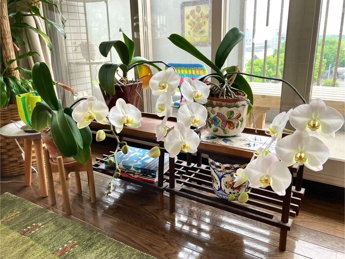 4度目の開花♪お花屋さんも驚いた!簡単「胡蝶蘭の育て方」