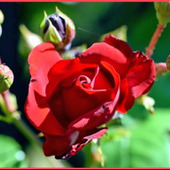 簡単!つるバラの栽培方法「蔓薔薇/Climbing rose」