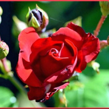 簡単!つるバラの栽培方法「蔓薔薇/Climbing rose」