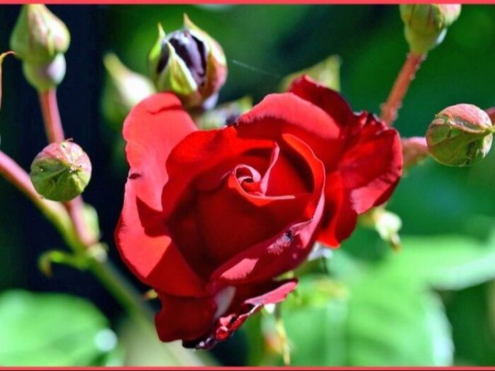簡単！つるバラの栽培方法「蔓薔薇/Climbing rose」