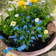 ガーデニング好きには痛い!花苗が高騰中!ならば自然の恩恵にあやかってフラワーポット作り