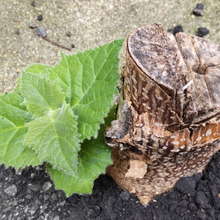 【4月の道端の超厄介な雑草】ゾンビな木の美しい花、街中で偶然遭遇ー!花言葉は「高尚」でも恐ろしいよ!