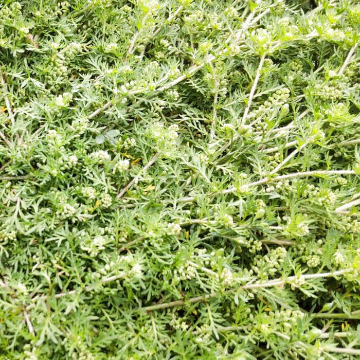 一株の植物からは約1600粒から大きいものでは18000粒以上の種子を生産します!
