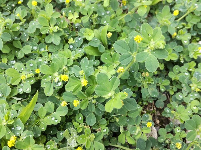 こぼれ種の性質を持つため、放置していても勝手に増えていきます。