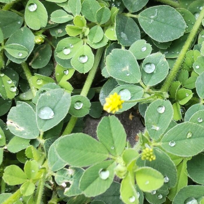 雨水に濡れた葉が、丸い水滴になって、とっても綺麗ですねー!