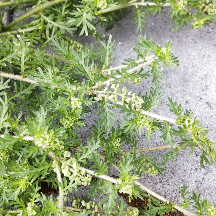 この植物は「カラクサガラシ(唐草薺)」和名は「カラクサナズナ」。「インチンナズナ」などの別名もある。