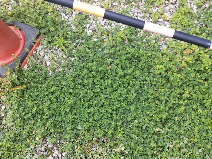 この植物は「コメツブツメクサ(米粒詰草)」です。別名 「キバナツメクサ」