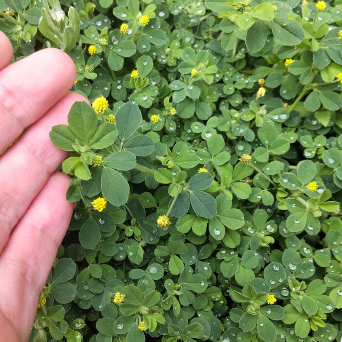 「4月の道端の雑草」黄色い金平糖のような「コメツブツメクサ」「シロツメクサ」と比較!育て方と注意点