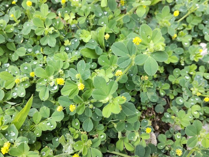 この場所では、「コメツブツメクサ」が群生していましたよ。