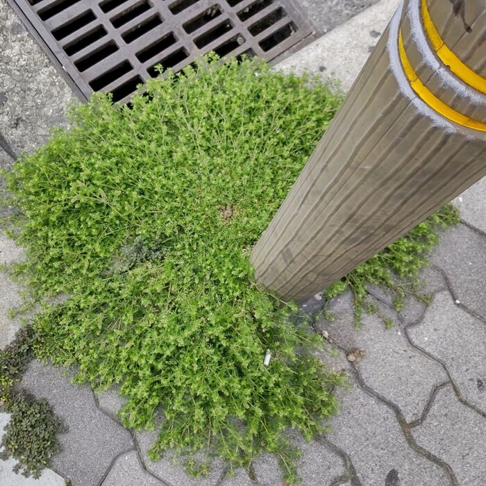 「4月末、道端のヤバい雑草」駆除したい!気色悪さはピカイチか!「カラクサガラシ」に注意!
