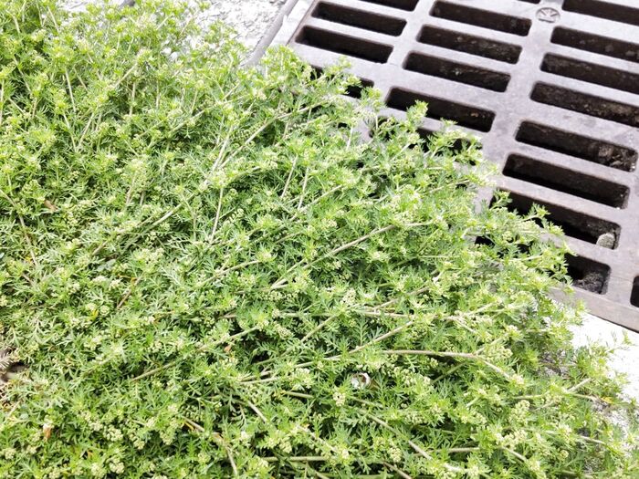 珍しい雑草だけど、この前、別場所で発見したし、増えているのかな?
