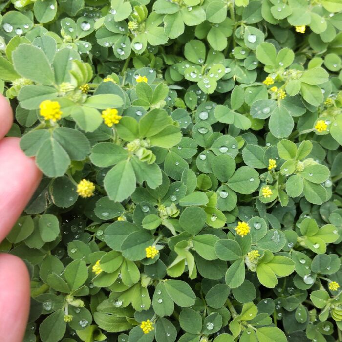 こちらの雑草を育てるには?注意点もあり!