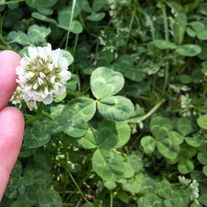 桜のソメイヨシノが散った頃に、撮影した「シロツメクサ」です。