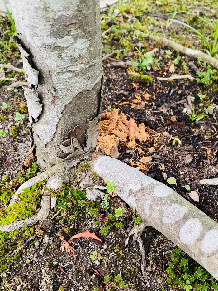この木屑を見たら！「ハンサム虫」がいると思って間違いなし！