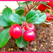 初心者でも簡単!チェッカーベリーを育てよう オオミコウジ・ヒメコウジ(姫柑子)/Checkerber