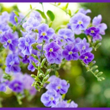 デュランタ育てたい人必見!「ハリマツリ/タイワンレンギョウ(台湾連翹)/ Duranta 」