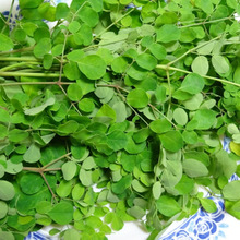 モリンガの葉はスーパーフード「薬箱の木」や「奇跡の木」「生命の木」