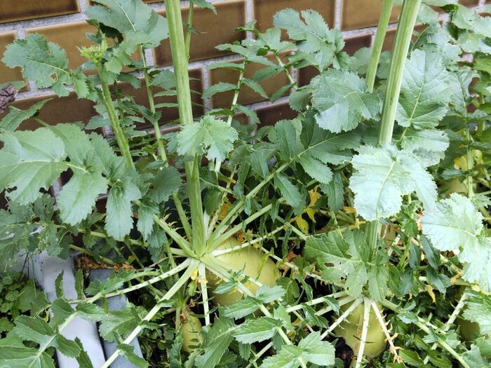 あまり知られていない大根の花開花♡大根の花の花言葉って?葉や蕾も花も食べれるの?