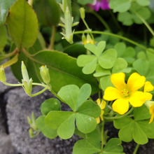 「道端の雑草」触れるとはじけ飛ぶカタバミ種♡アニメ薬屋のひとりごと23話「鳳仙花と片喰」でも登場ー!