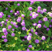 初心者でもセンニチコウ育て成功「千日紅/Globe amaranth」