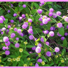 初心者でもセンニチコウ育て成功「千日紅/Globe amaranth」