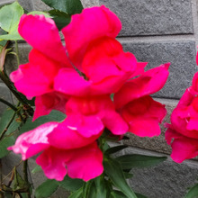 悪趣味?ドクロ見たさに育てた「金魚草」実は隠れた魅力があるんです♡薔薇に負けないくらい癒されます