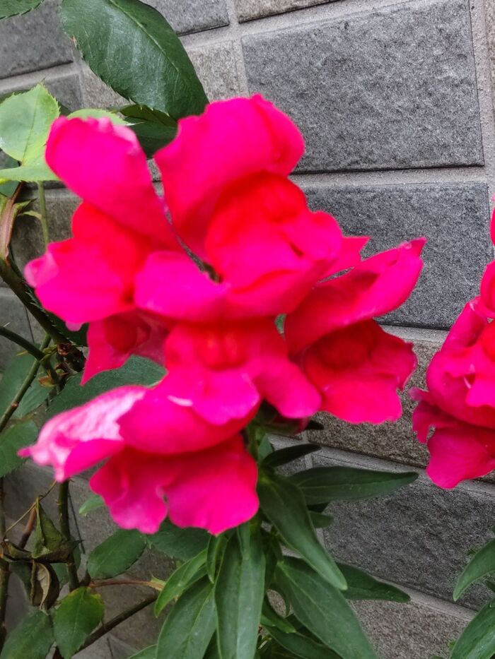 悪趣味?ドクロ見たさに育てた「金魚草」実は隠れた魅力があるんです♡薔薇に負けないくらい癒されます