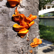 【道端の不気味なキノコ!】調べてみたくなる鮮やかさ!ゴールデンウィークにゴールドっぽいキノコ発見ー!