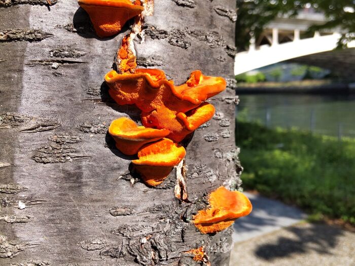 【道端の不気味なキノコ!】調べてみたくなる鮮やかさ!ゴールデンウィークにゴールドっぽいキノコ発見ー!