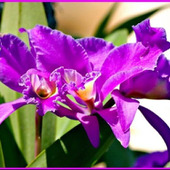 初心者でも簡単!デンドロビウムの育て方「長生蘭/Dendrobium」