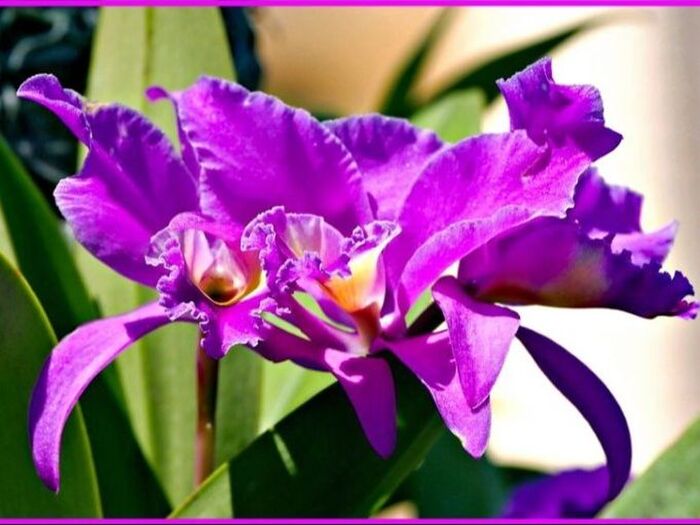 初心者でも簡単!デンドロビウムの育て方「長生蘭/Dendrobium」