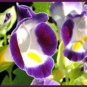 トレニア育て方のコツ「花瓜草(ハナウリクサ)/bluewings」