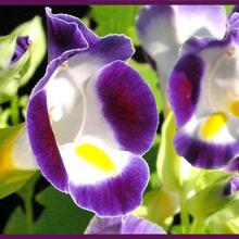 トレニア育て方のコツ「花瓜草(ハナウリクサ)/bluewings」