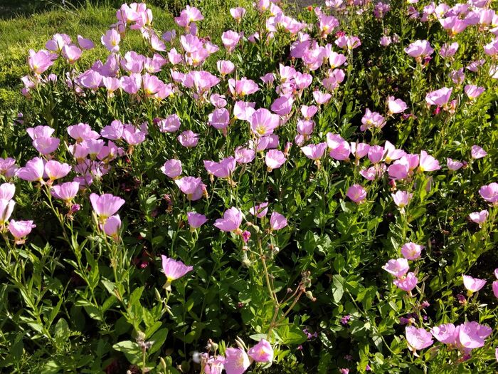 この植物は「ヒルザキツキミソウ(昼咲月見草)」です。英語で「ピンクレディ」と呼ばれる系統です。