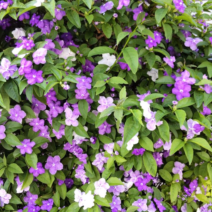 この植物は、「ニオイバンマツリ(匂蕃茉莉)」。別名「ブルンフェルシア・ラティフォリア」「キスミークイック」他。