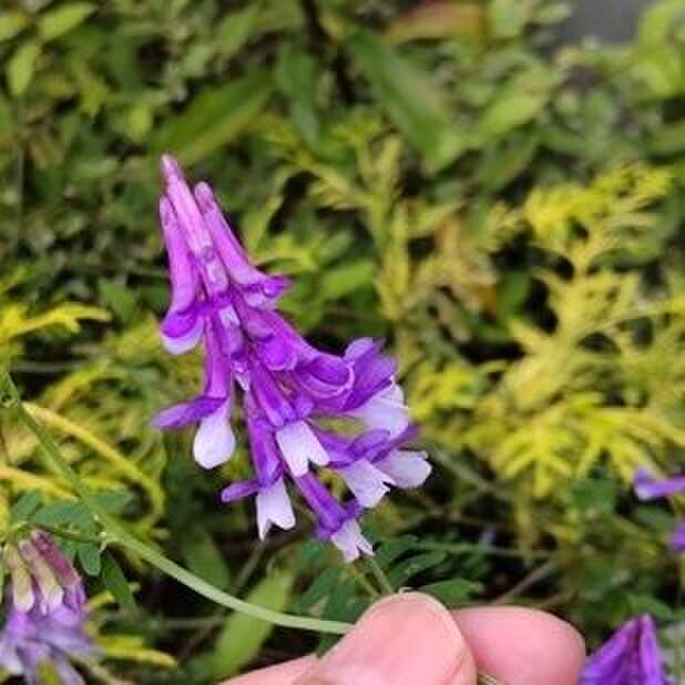 こちらの植物は「ナヨクサフジ(弱草藤)」です。