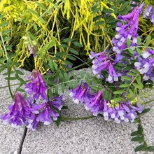 【5月の道端の雑草】ナヨナヨしていて藤のように美しい花だけど、注意も必要?花言葉は「世渡り上手」!