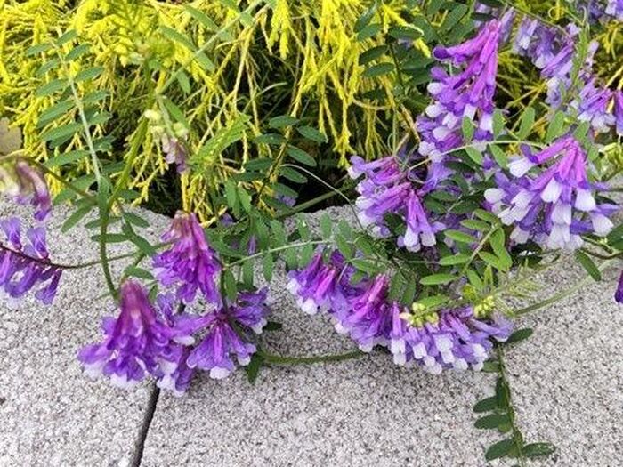 【5月の道端の雑草】ナヨナヨしていて藤のように美しい花だけど、注意も必要?花言葉は「世渡り上手」!