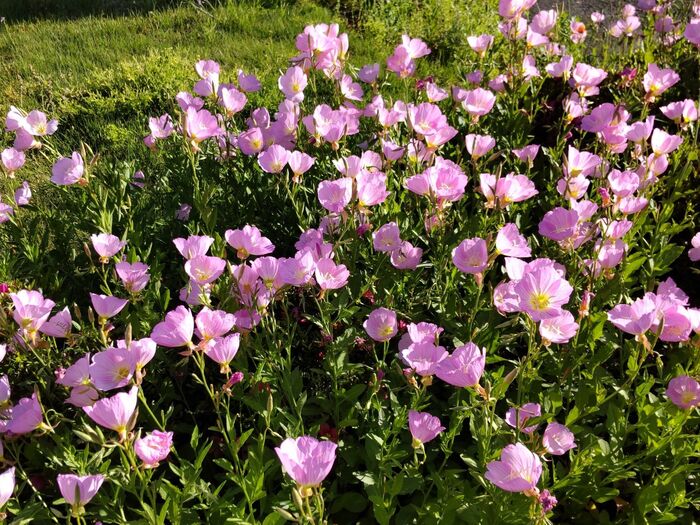 花畑のようですね!