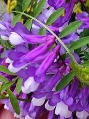 ナヨクサフジの花言葉は、「世渡り上手」。