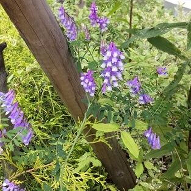 一度見ると、忘れられない雑草です!