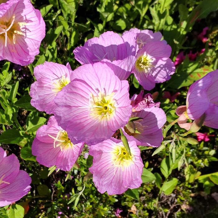 昼咲月見草とは?夜だけでなく、「昼間も花を開いているツキミソウ」のことです。