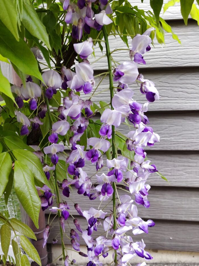 こちらは今年、姉の家に開花した「藤の花」の写真です。