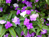 「5月の身近な有毒植物」天使のような可憐な顔して、実は恐ろしい?ジャスミンのような香り漂う魅惑の花♡